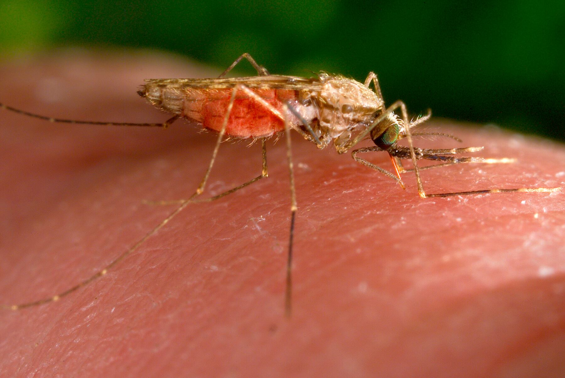 Se investigó poco para determinar si las ranas y otros animales que se alimentan de los mosquitos podrían encontrar otro alimento