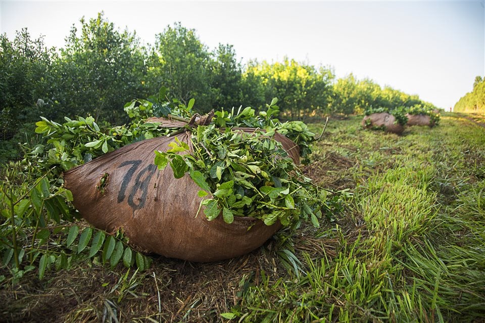 Conflicto: empezó un paro de productores de yerba enojados por los precios que cobran