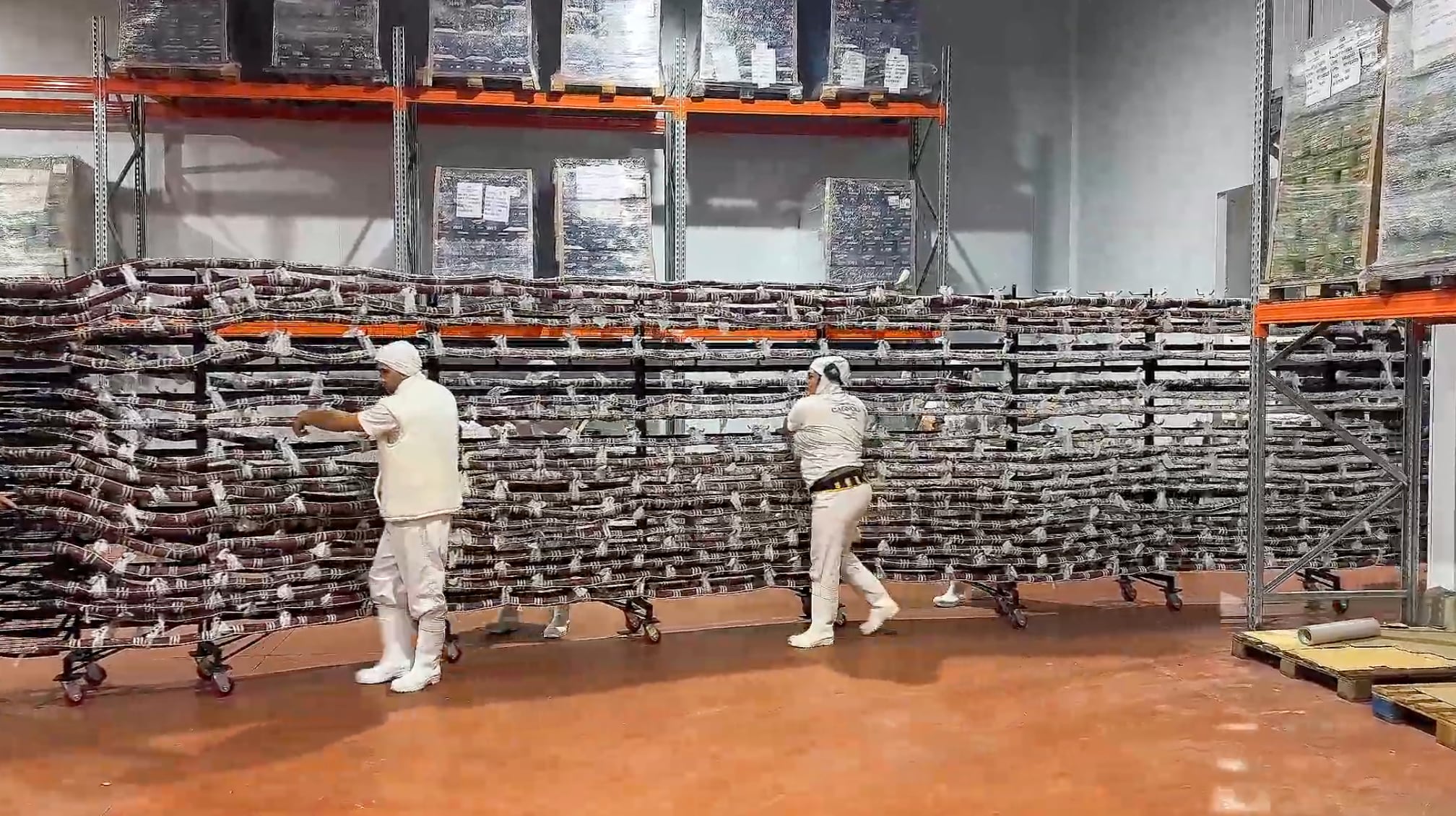Año tras año, los productores locales mejoraron su técnica, alcanzando nuevas marcas: 20,9 metros en 2015, 41,9 en 2017, 183,4 en 2022, 401,73 en 2024, y finalmente el nuevo récord de 487,22 metros en 2025
