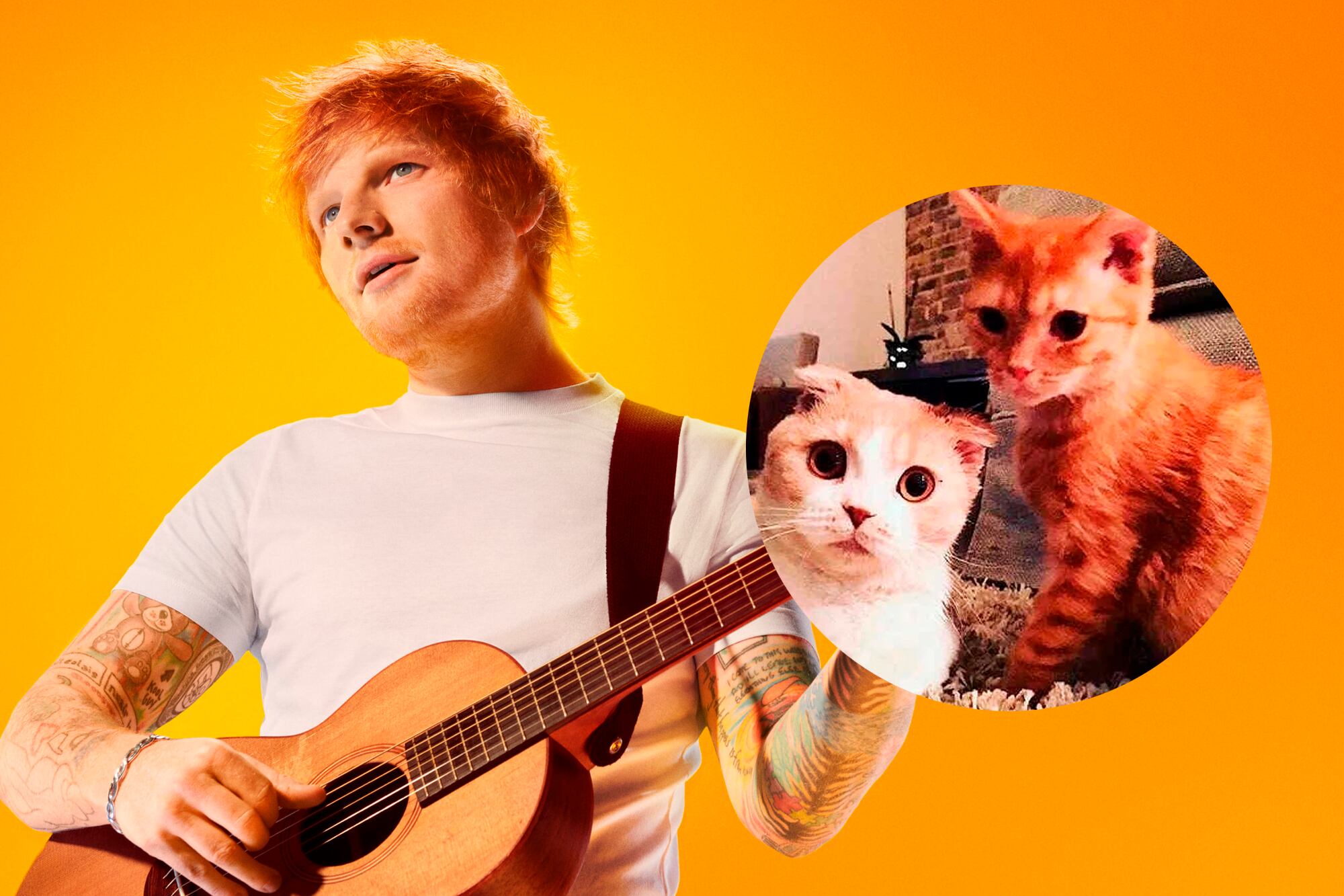 Calippo y Dorito, los famosos gatos de Ed Sheeran que son furor en las redes sociales