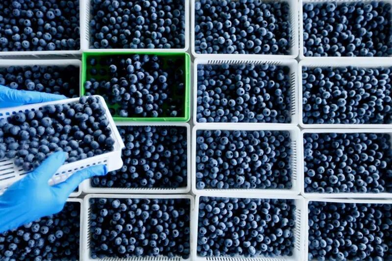 La Argentina se ubica en el quinto lugar de los países proveedores de arándanos, pero con una participación en el mercado notoriamente inferior
