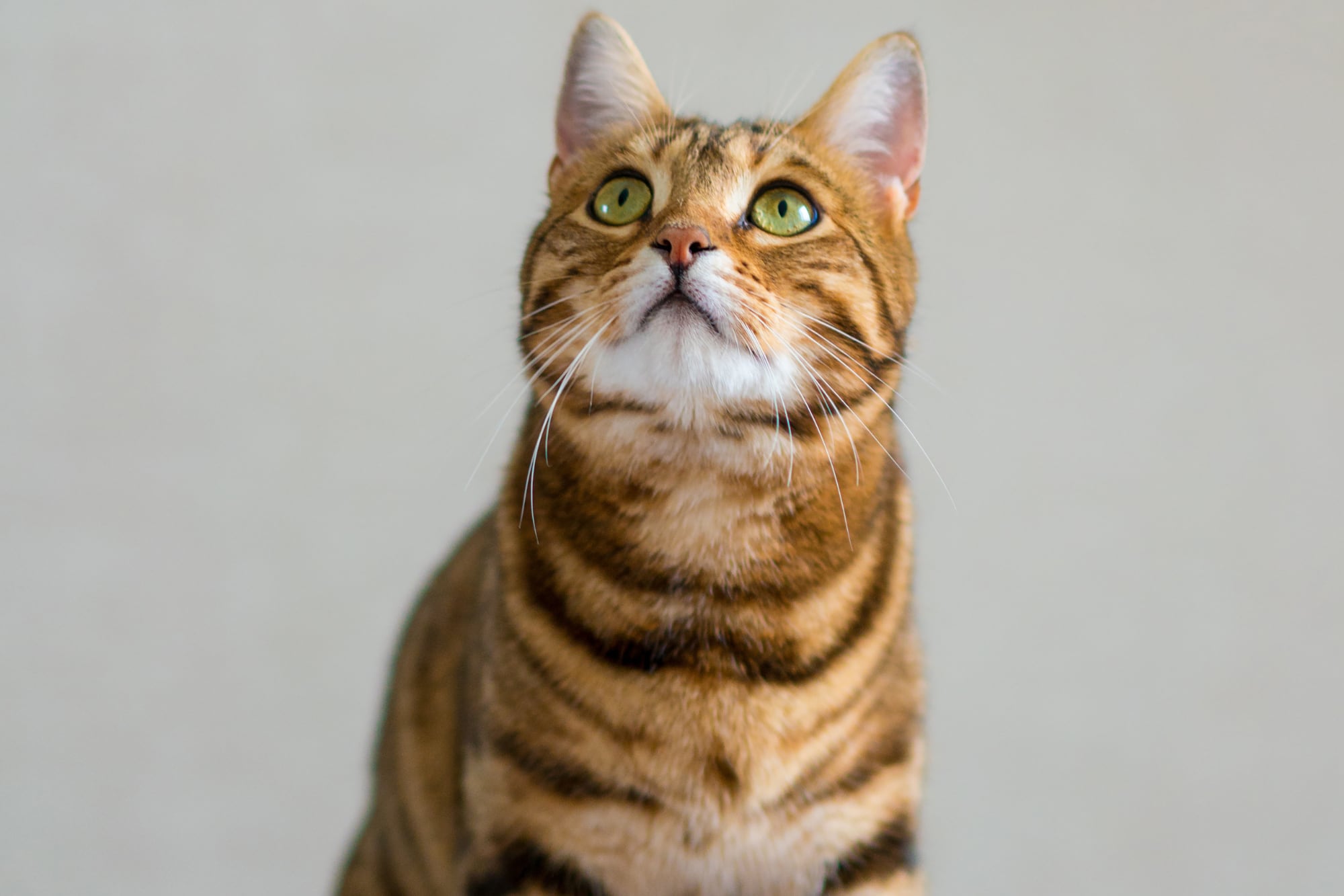 Long ofrece todos sus bienes a quien acepte cuidar a la gata cuando él ya no esté (Foto: imagen ilustrativa)