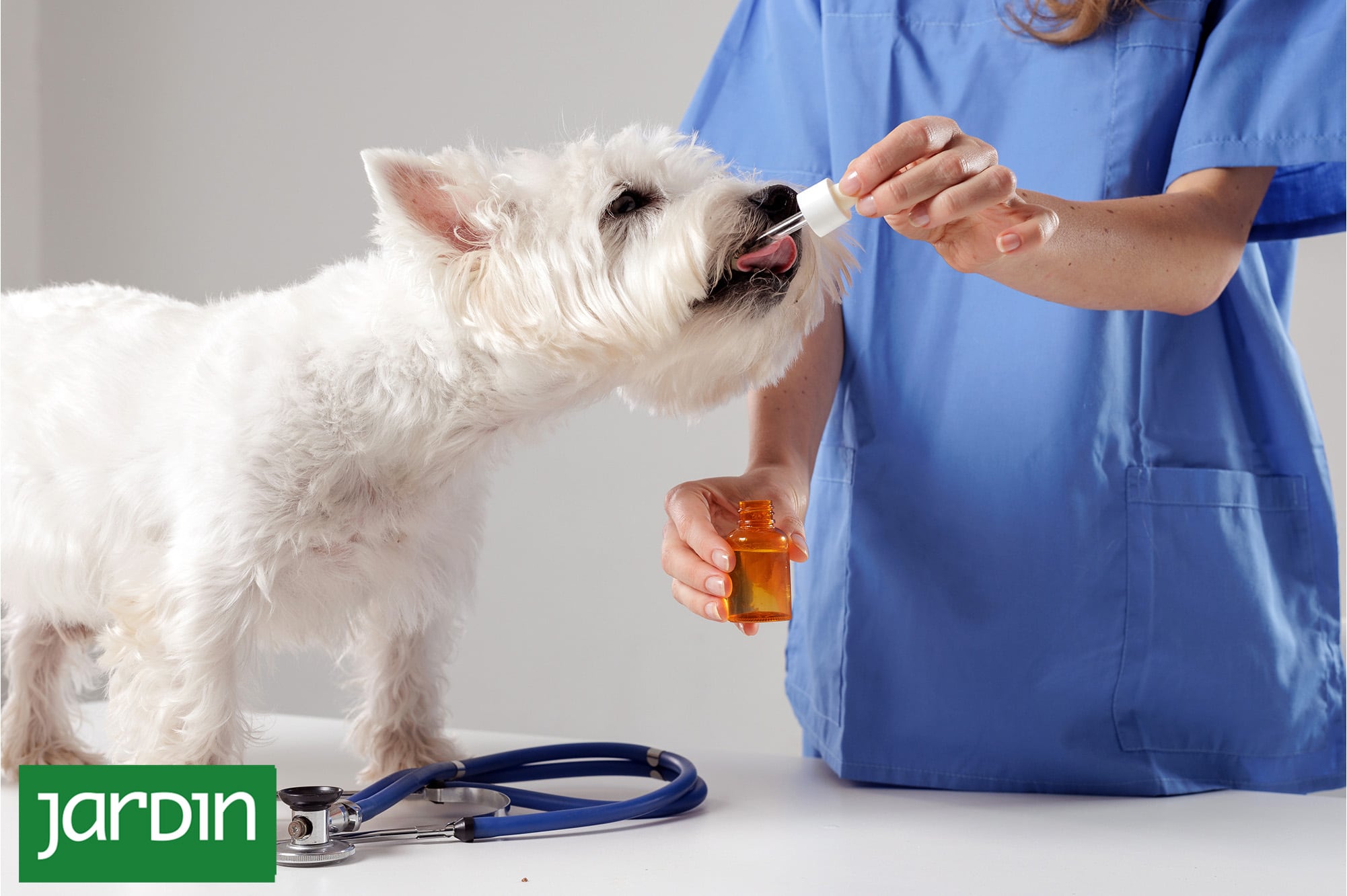 ¿Plantas que curan mascotas? La terapia alternativa que gana terreno en veterinaria