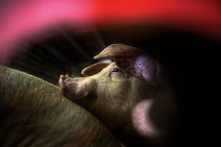 Por qué generan tanta polémica y cómo se relacionan con la pandemia