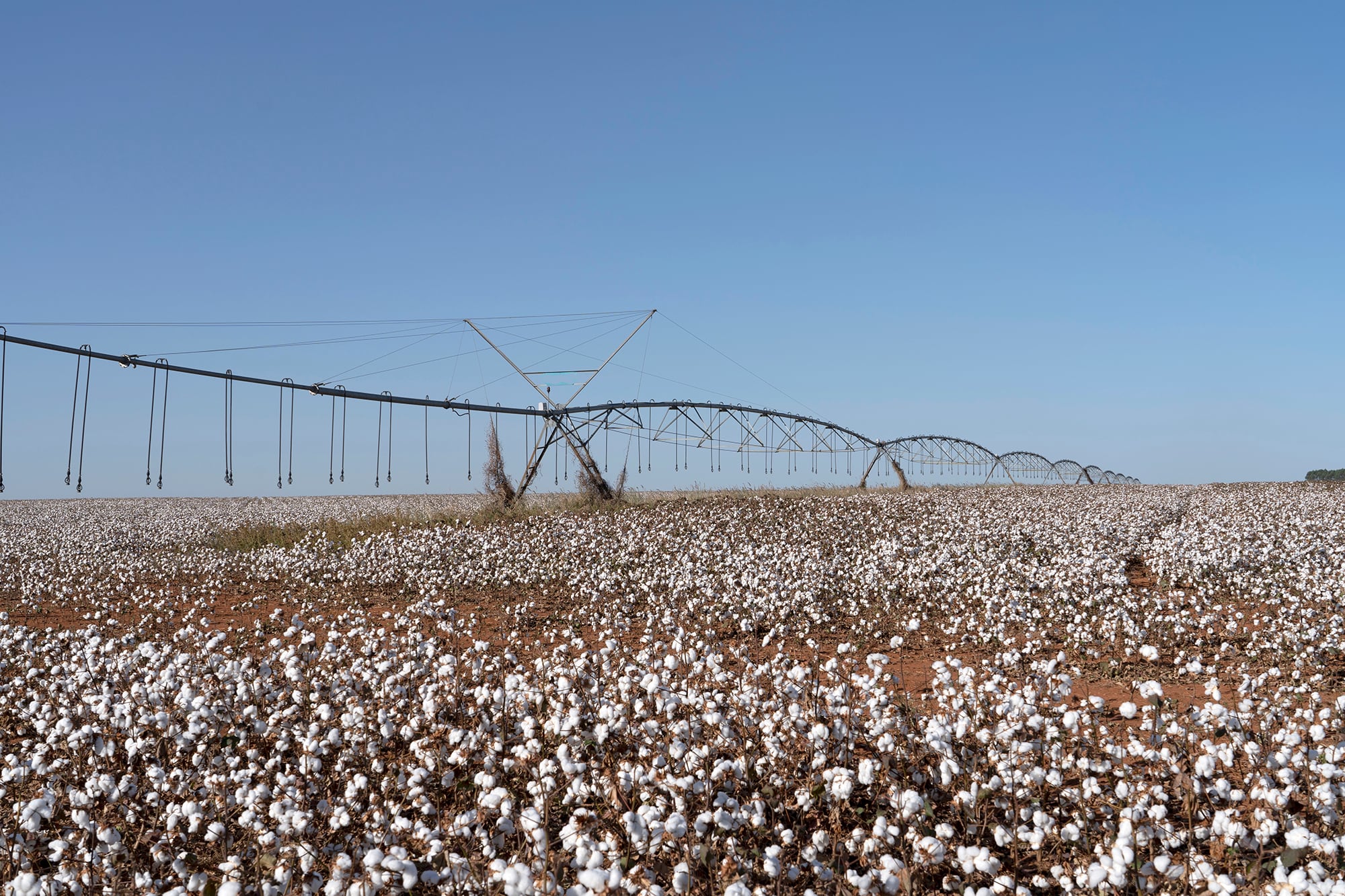 Produce más 2,5 millones de toneladas de algodón, el 74% del total de Brasil, lo que ayudó al país convertirse en tercer productor mundial de este cultivo, detrás de India y China, superando a Estados Unidos