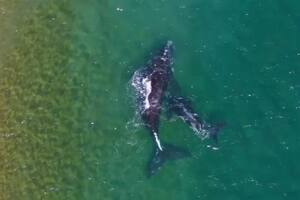 Por qué las ballenas son consideradas los bosques de las aguas