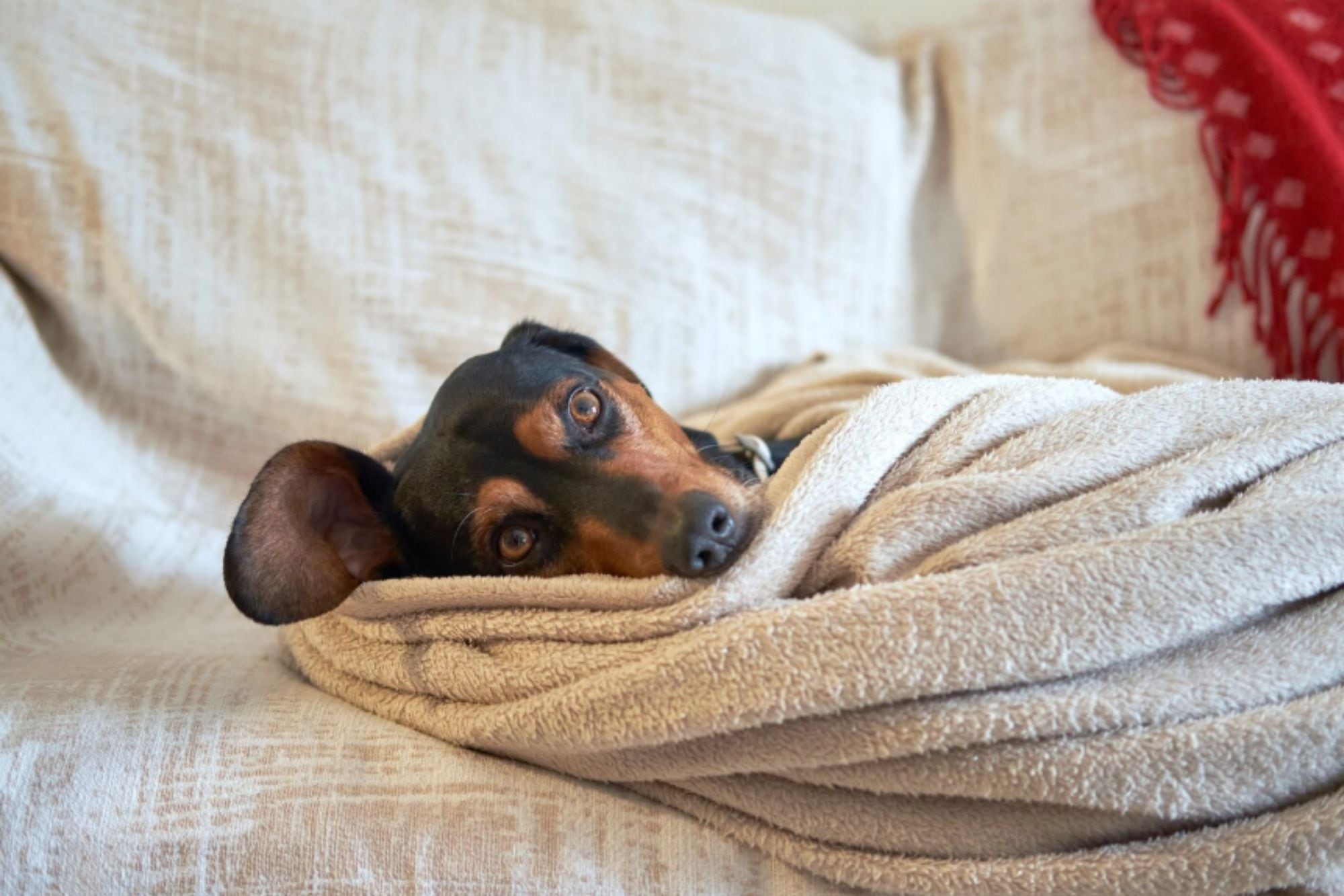 Cómo detectar si tu perro tiene frío en invierno y prevenir problemas de salud