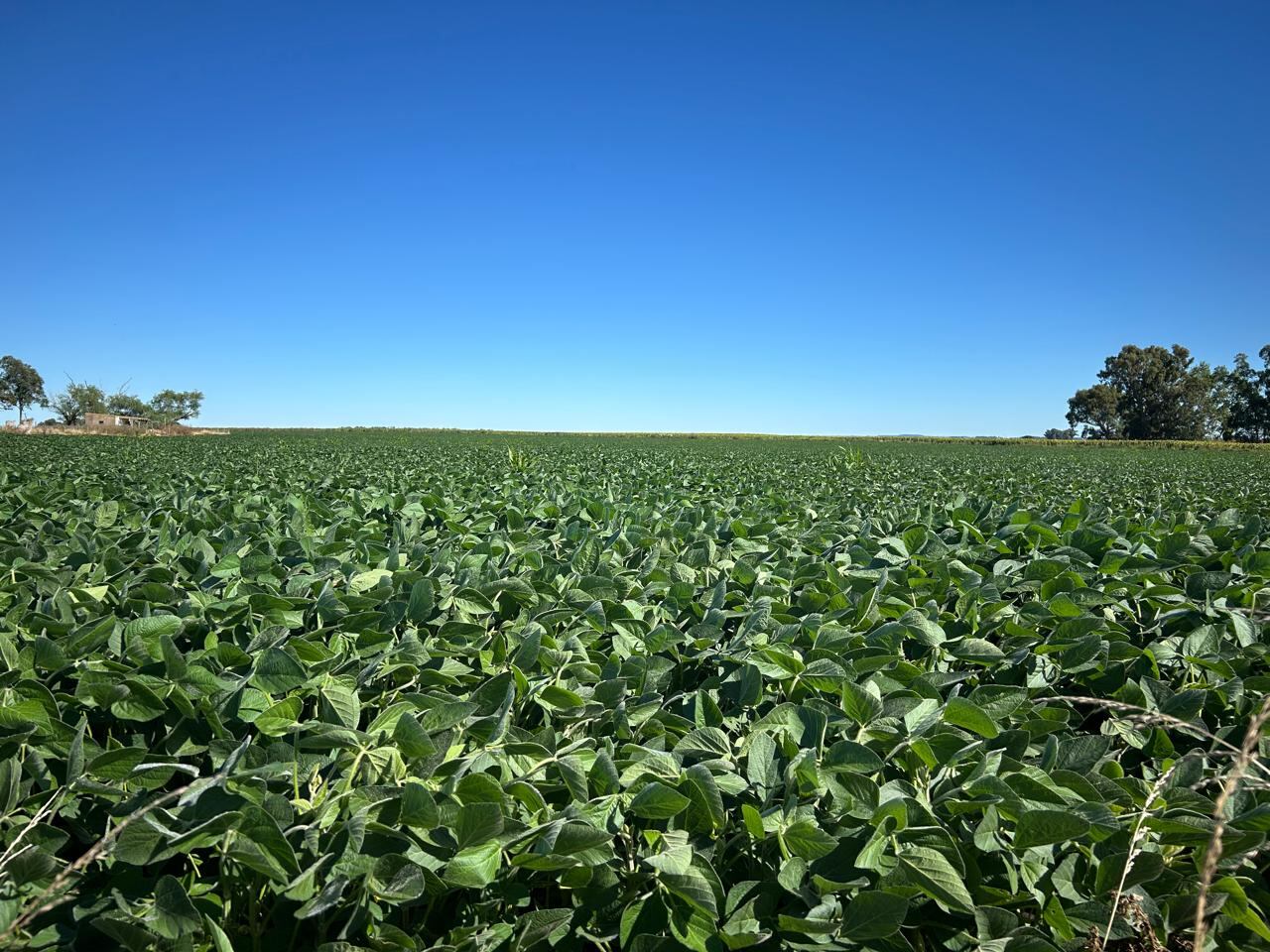 El complejo sojero representa más del 20% de las exportaciones totales argentinas, mientras que la agroindustria en su conjunto supera el 50%