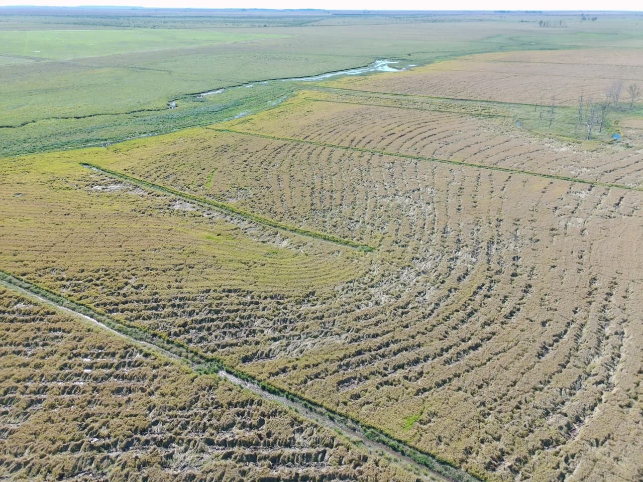 Daños en arroz por jabalíes