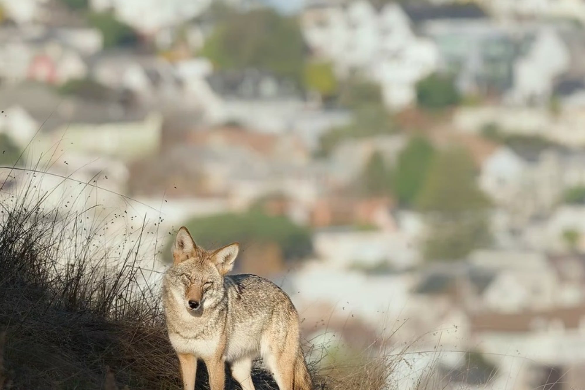 Alerta por un coyote suelto en San Diego: qué hacer si te cruzas con el animal en la calle