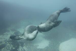 Por qué es la COP "más azul" de su historia y qué decisión clave tomó la Argentina
