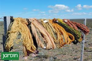 Descubrí siete plantas patagónicas que se usan para teñir textiles