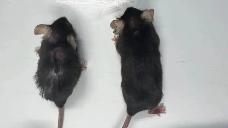 Dos ratones, ambos de la misma edad, el de la izquierda ha envejecido normalmente; el de la derecha ha recibido un fármaco antienvejecimiento