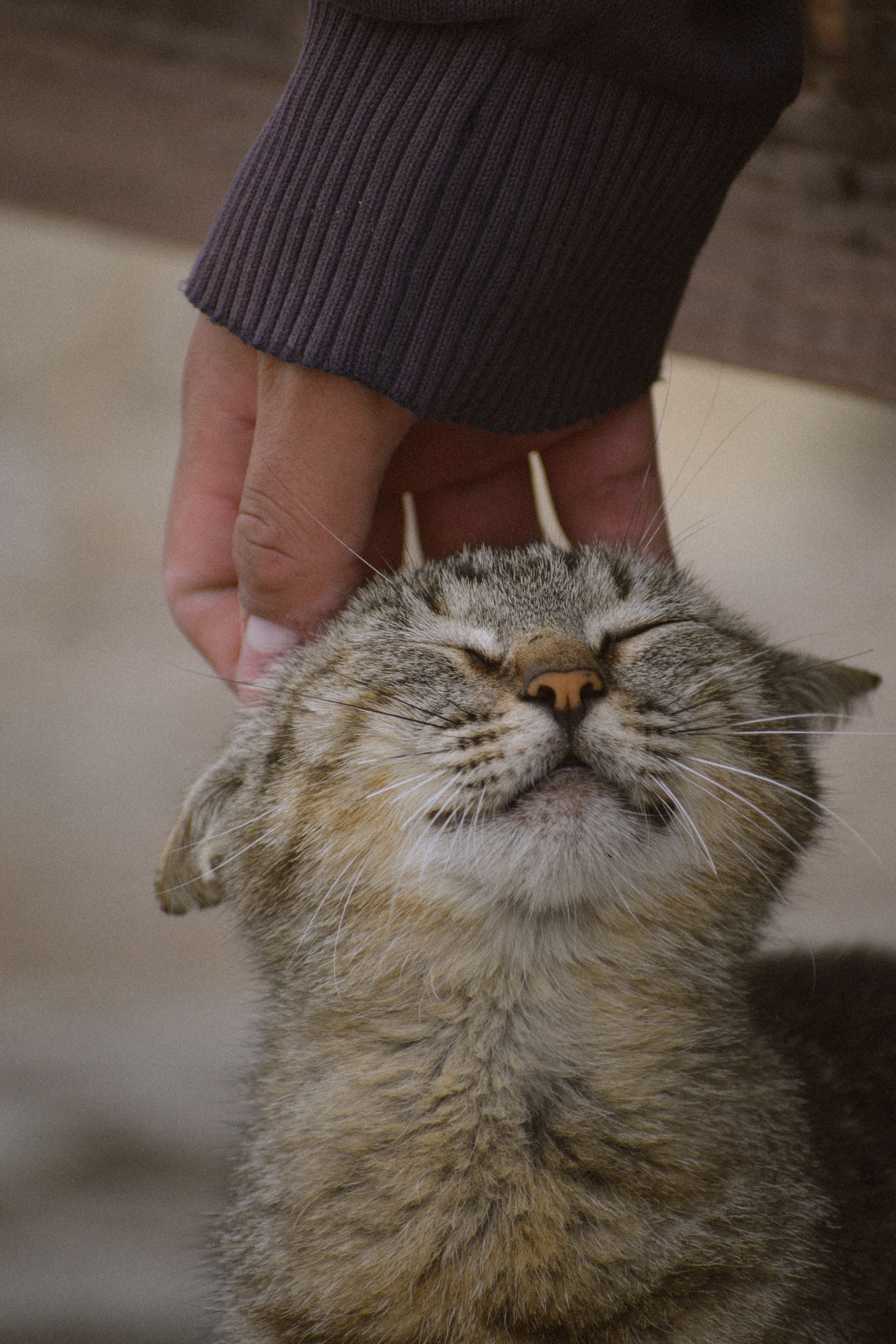 Las personas que acarician más a los gatos suelen ser más conectadas con sus emociones y atentas a los estados de ánimo de quienes las rodean
