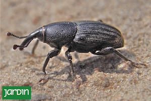 Es una plaga que crece año a año en los jardines de casi todas las ciudades del país y puede hacer estragos