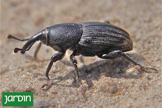 Es una plaga que crece año a año en los jardines de casi todas las ciudades del país y puede hacer estragos