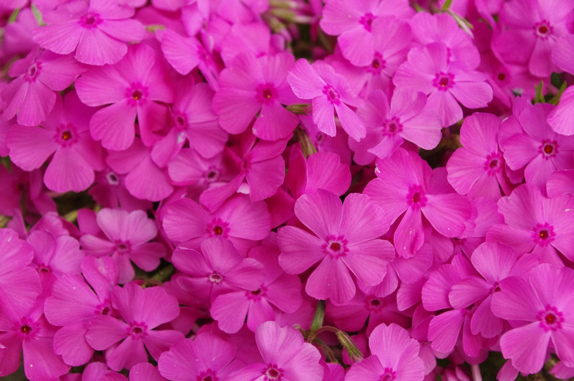 La Luna Rosa hace referencia a la aparición de flores silvestre llamadas phlox (Foto ilustrativa: Freepik)
