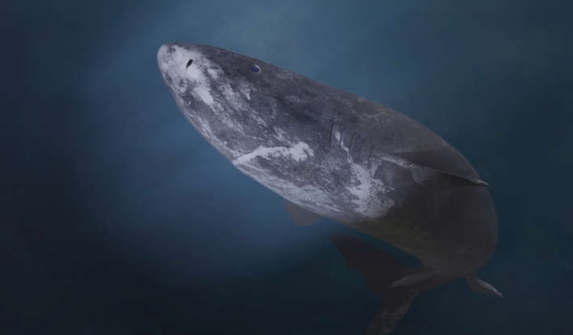 Descubrieron un tiburón en Groenlandia con casi 400 años de vida: nació en 1627