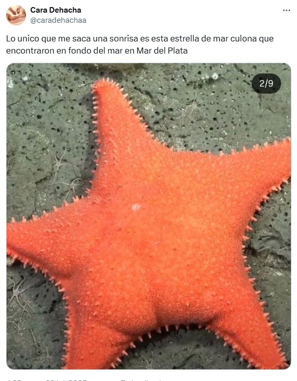 La forma de la estrella de mar llamó la atención de los usuarios (Foto: Captura X @caradehachaa)