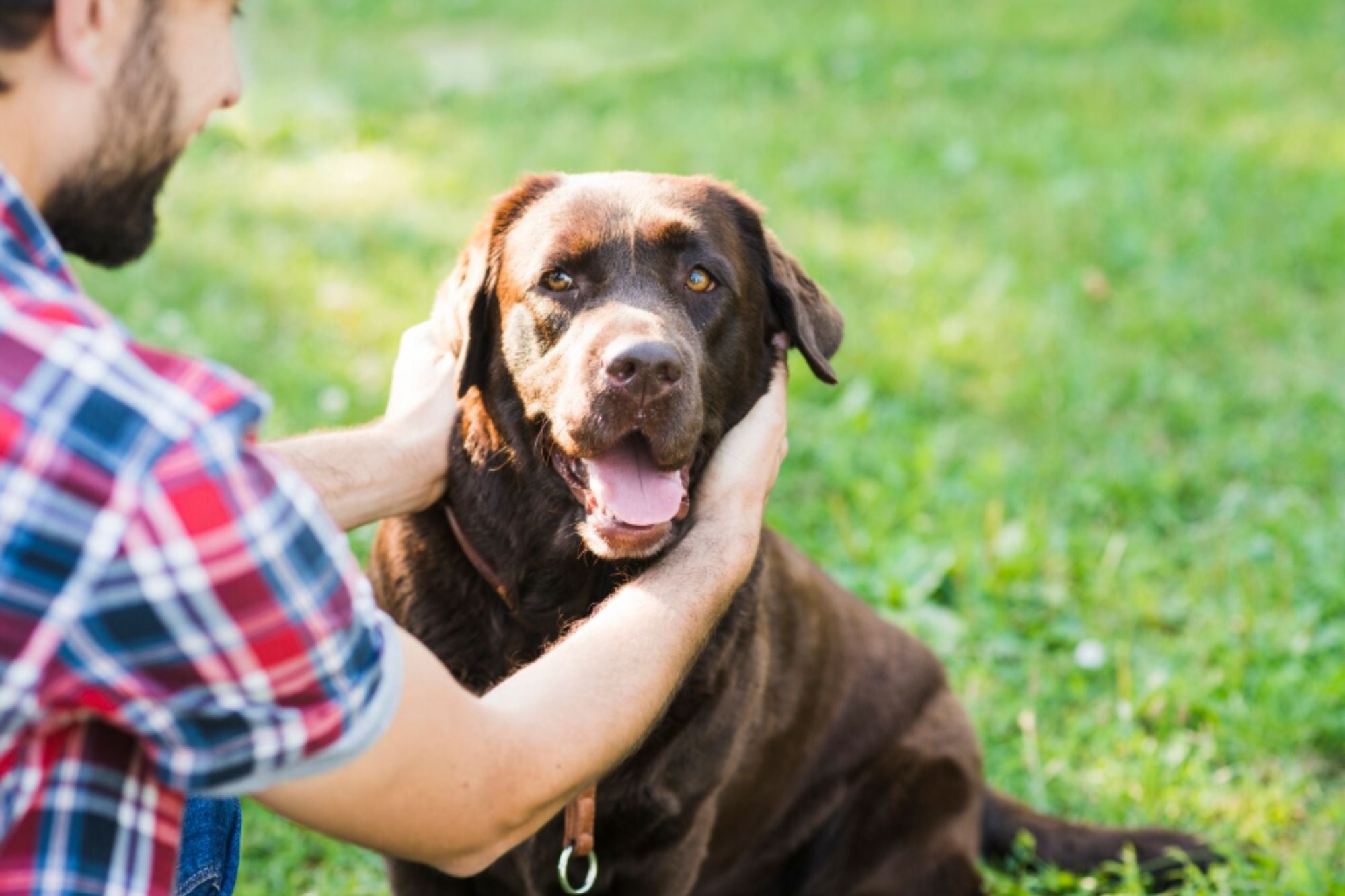 Cómo saber qué tan sociable es tu perro, según especialistas