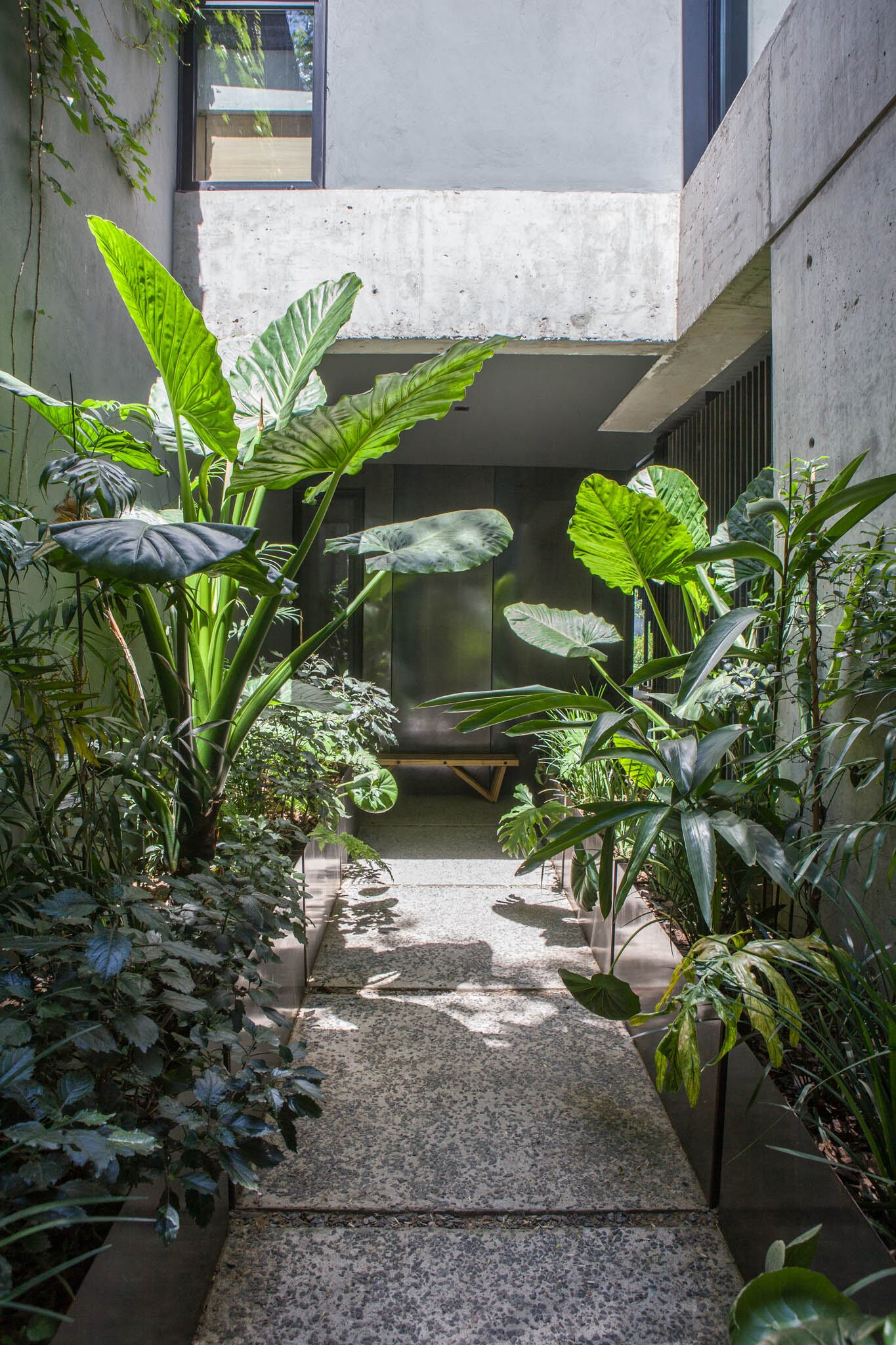 Como la construcción está entre medianeras, el patio de entrada, sombrío la mayor parte del día, se plantó con especies ad hoc, de hoja ancha y vibra tropical.
