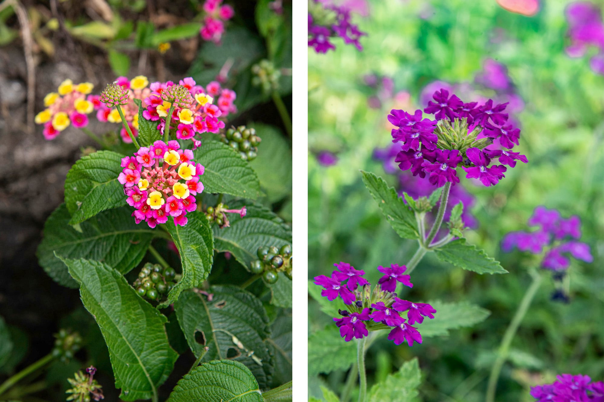 Lantana camara (izquierda) y Glandularia pulchella (derecha) que atraen a la espejitos por sus flores
