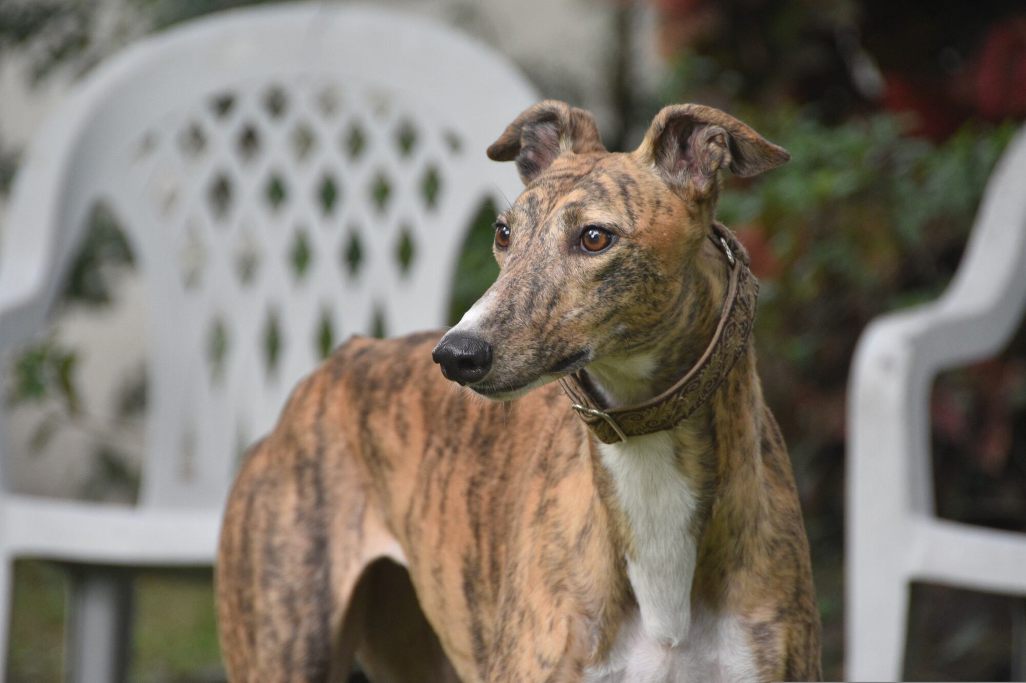 Los galgos suelen ser los más susceptibles al frío
