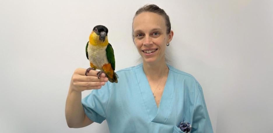 La especialista señaló que los loros no son animales independientes y suelen deprimirse ante la falta de estimulos