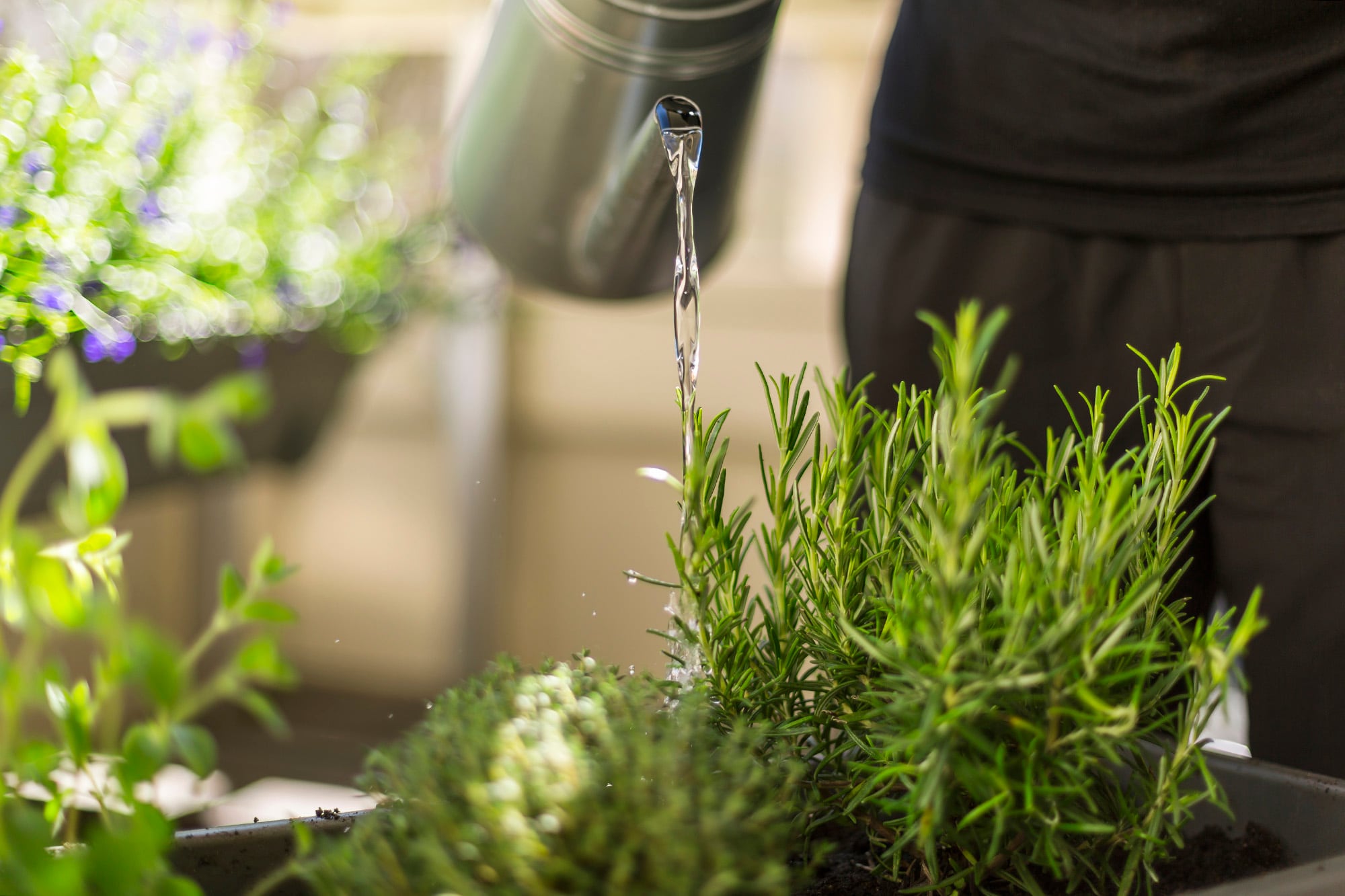 Con la llegada del frío, menos agua suele significar plantas más sanas