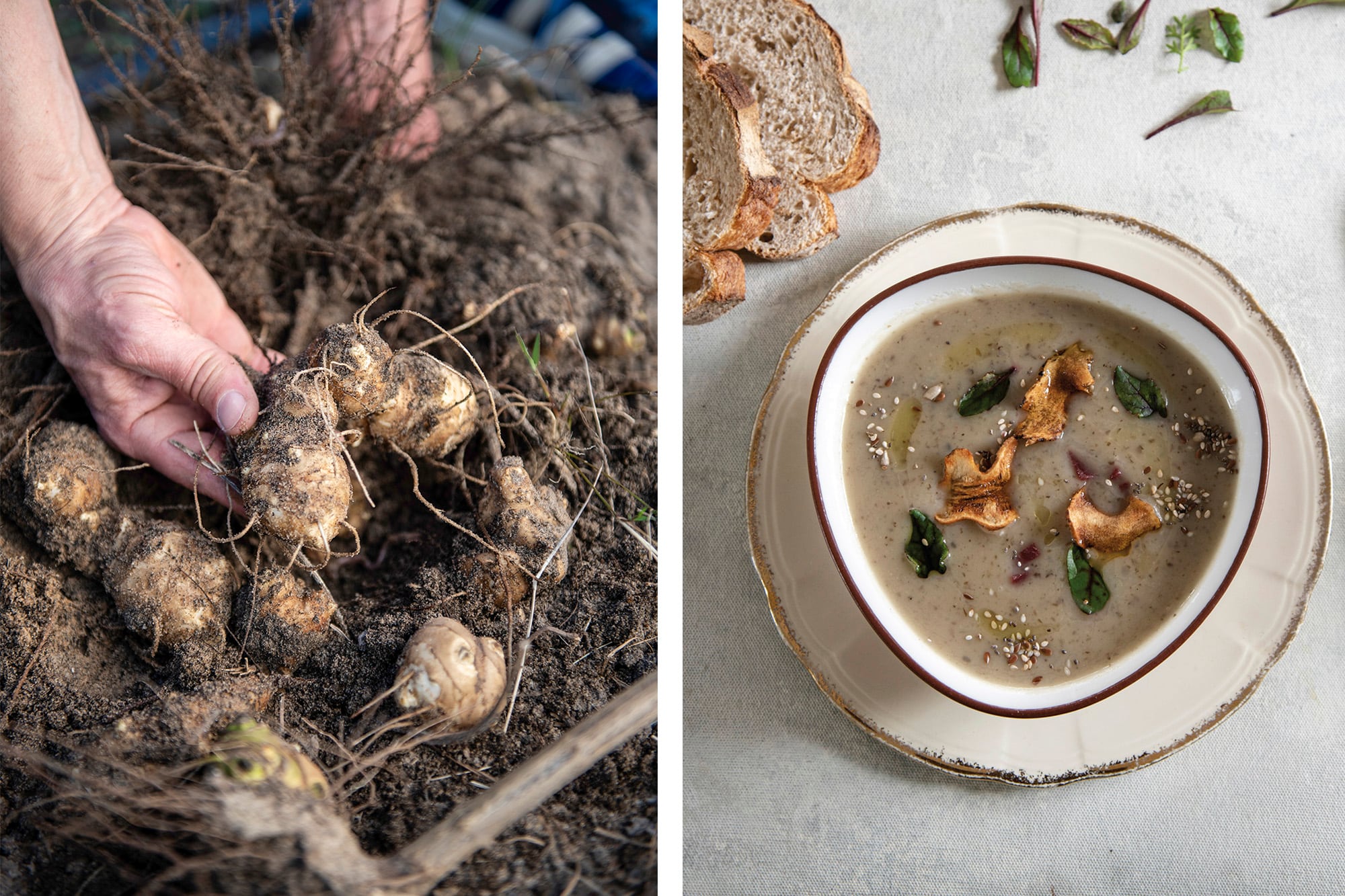 Cosecha de topanimbur y sopa del chef Sébastien Fouillade