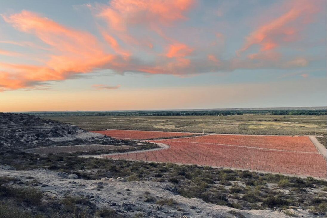 Vista aérea de los viñedos de Valle Azul