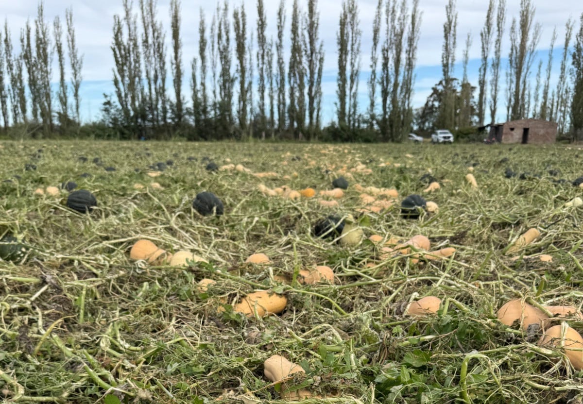 Estragos tras la tormenta de granizo en el Valle Medio rionegrino