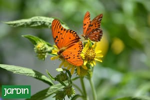 Cómo armar un jardín para que sea un refugio de mariposas