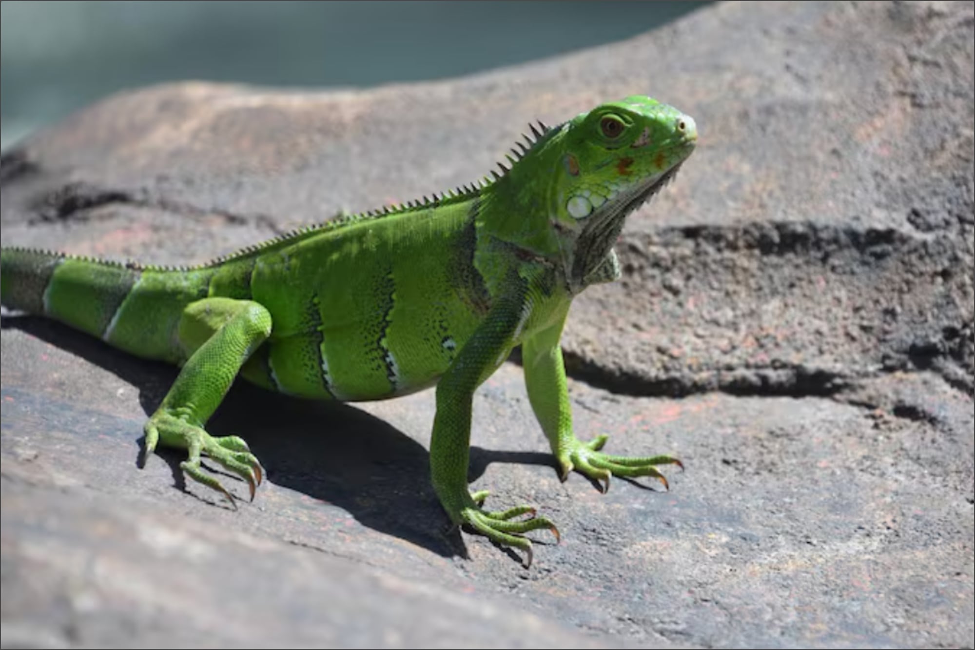 Las iguanas congeladas fueron eutanasiadas en las oficinas de la FWC; en ciertos casos, las trasladaron a un comerciante autorizado