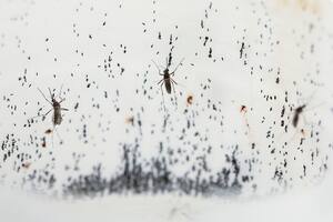 Niterói, la ciudad de Brasil que suelta mosquitos desde hace ocho años para frenar el dengue