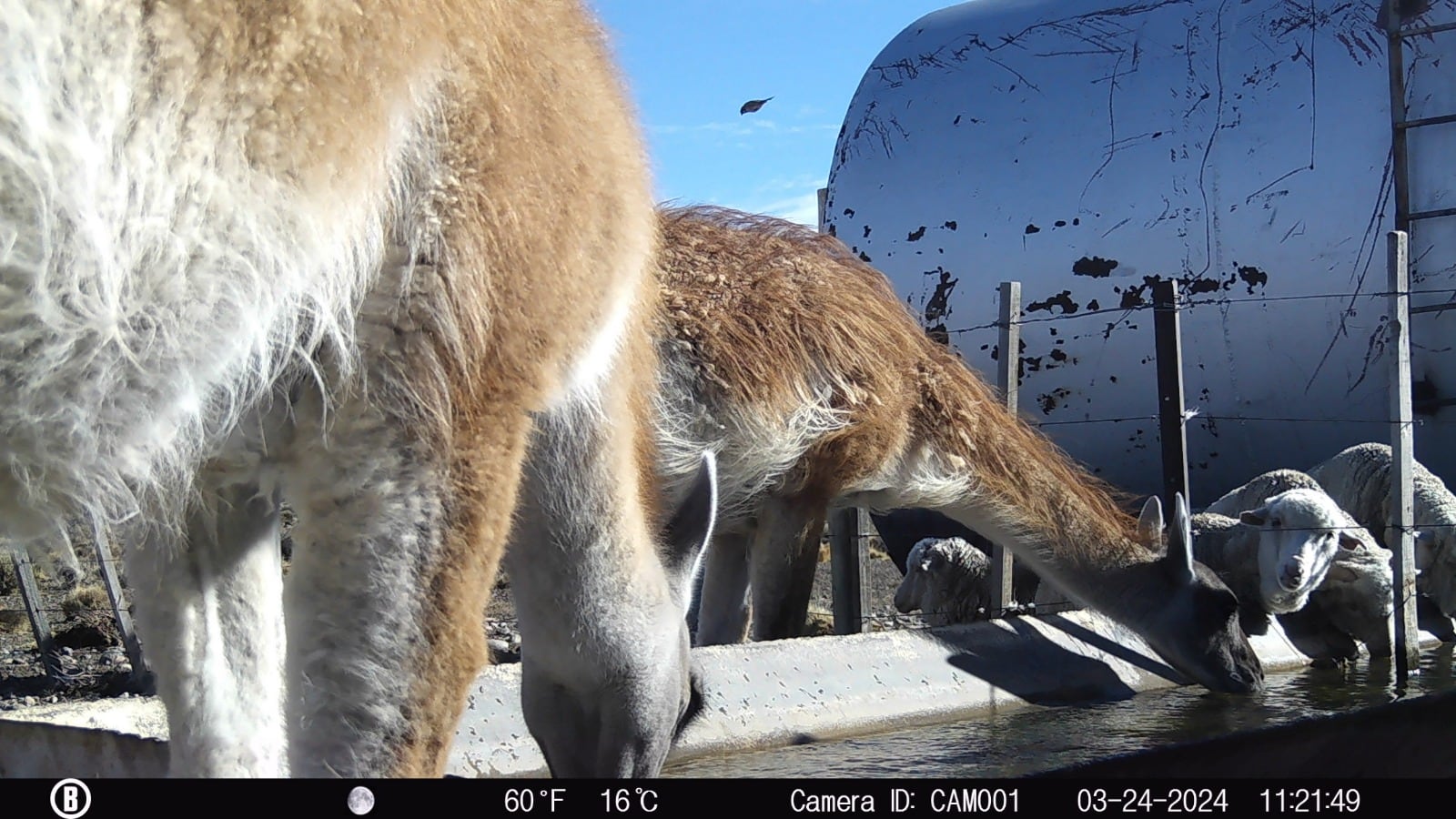 Guanacos en bebederos de ovejas en un campo del noroeste santacruceño