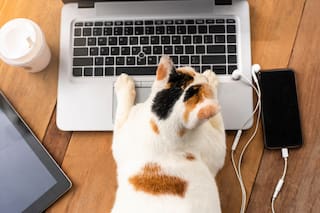 Por qué la computadora del futuro estará llena de gatos (de Schrödinger)