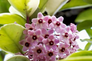 Cinco suculentas que crecen bien a la sombra