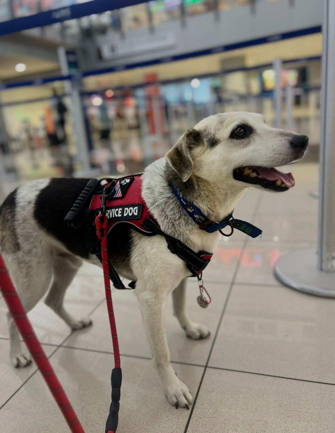 Lo abandonaron envuelto en un trapo y, ocho años después, un estruendo lo alejó de quienes lo habían rescatado