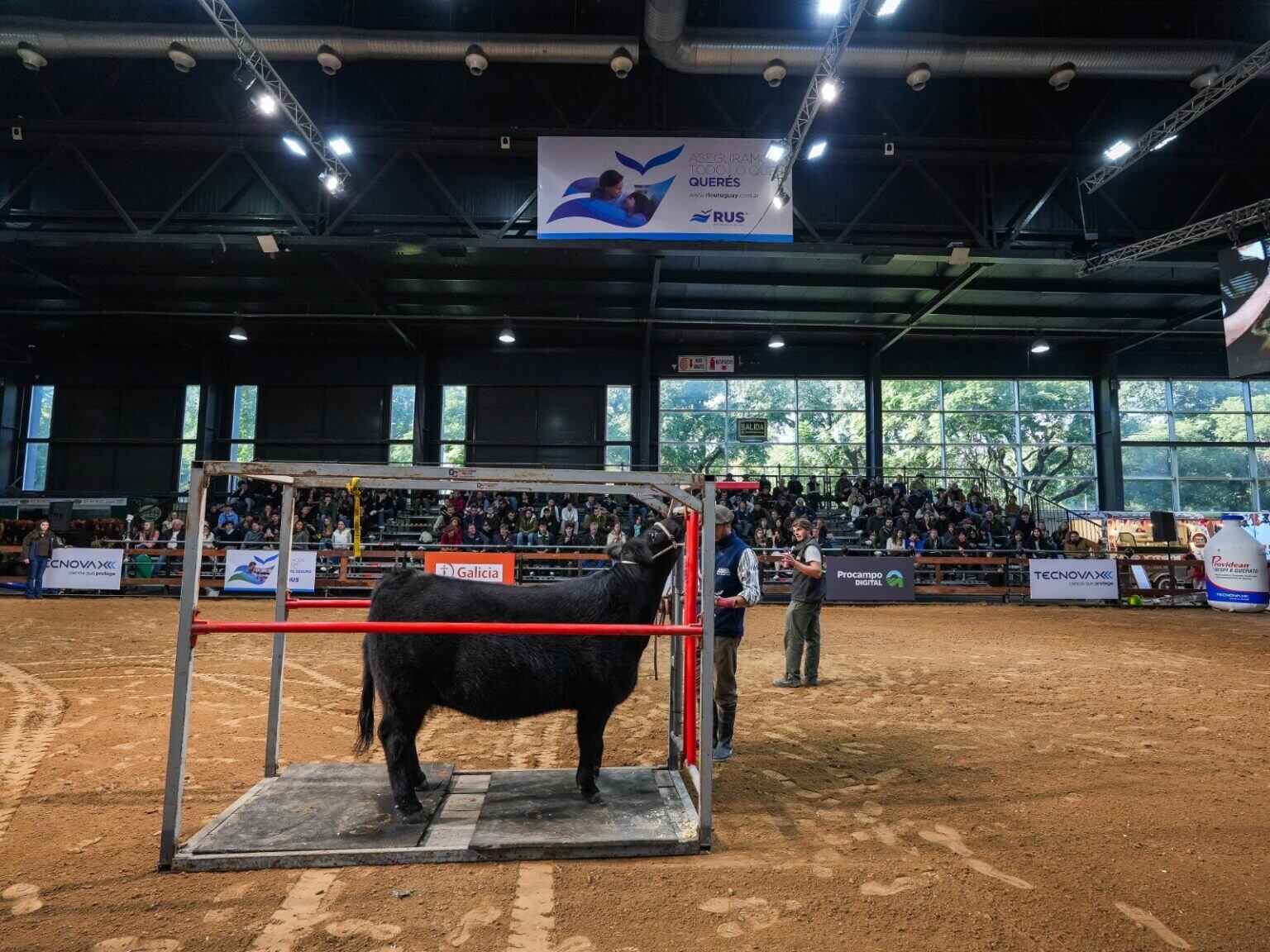 En esta edición debutará “El Camino de los Campeones”, una experiencia con inscripción previa que permitirá ver de cerca la preparación de los animales antes de ingresar a la pista