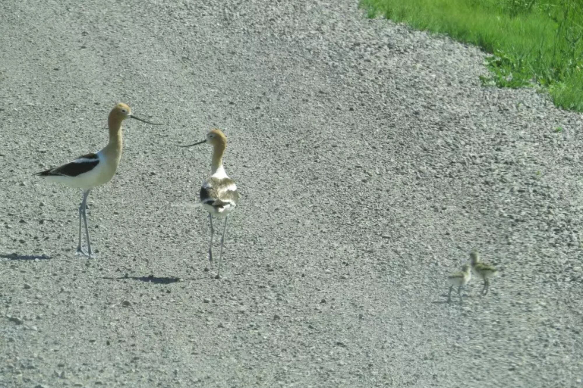 Las poblaciones de aves en el Área de la Bahía de San Francisco muestran una caída sostenida durante una década
