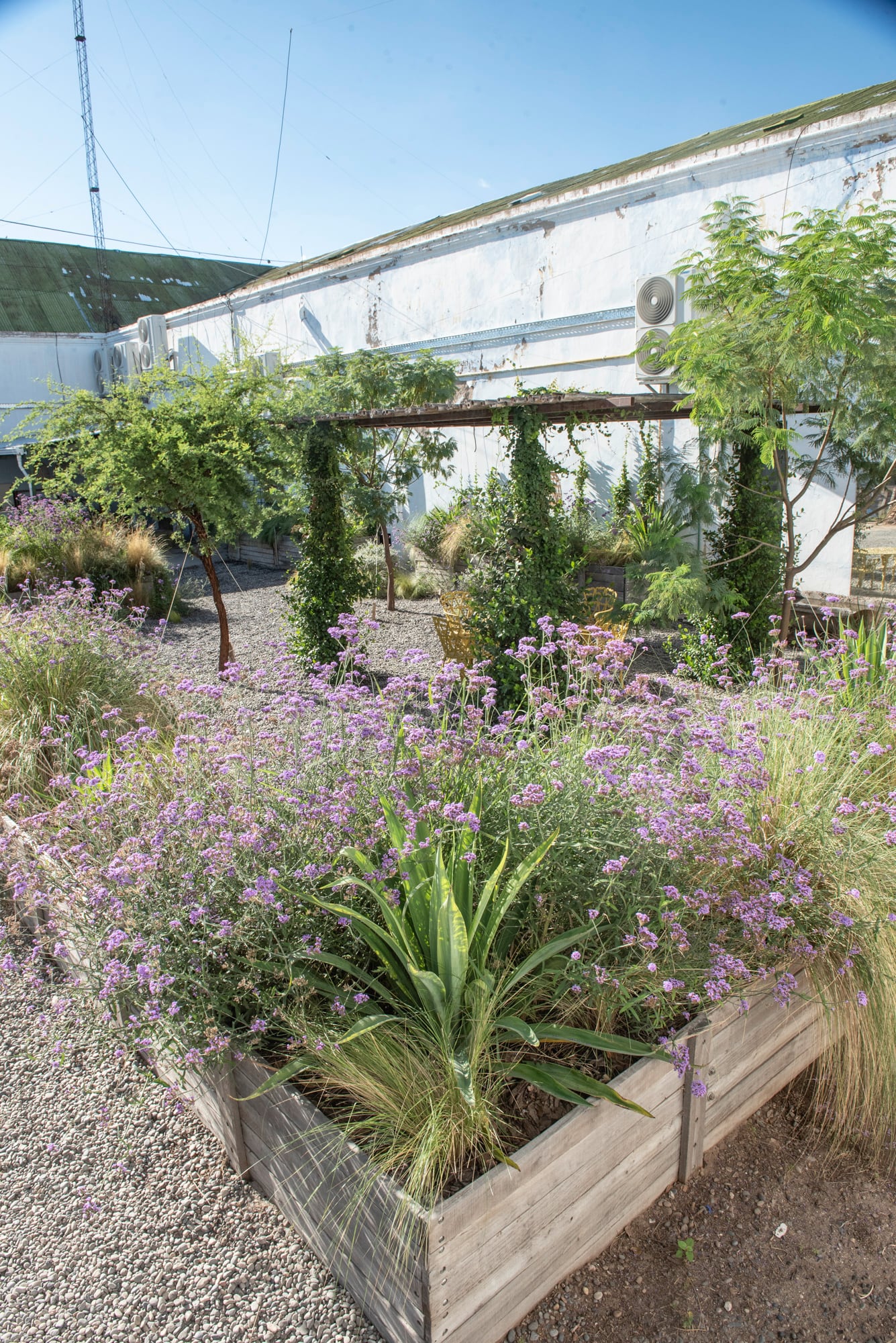 Un cantero con gramíneas nativas, verbenas y un arbusto estructural, repetidos en manchas, mantiene interés todo el otoño con mínimo mantenimiento