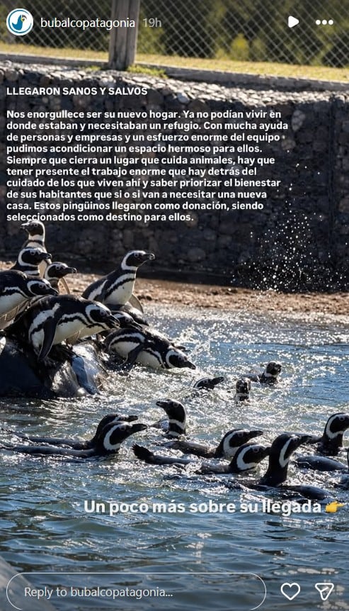 El rescate de 40 pingüinos que fueron rescatados de un parque acuático de Mar del Plata