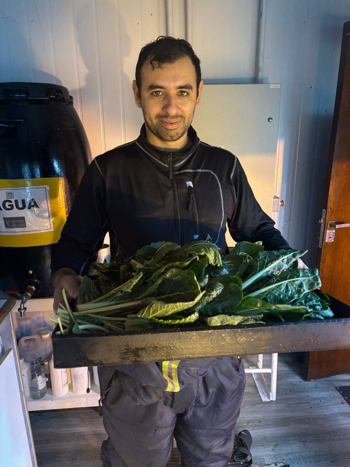 Producción de acelga en el MAPHI III de Base Belgrano II en la Antártida