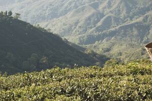 En busca del té perfecto: una odisea en tren y jeep a Darjeeling