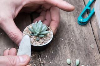 Cómo plantar suculentas en cualquier lado (hasta en una cápsula de café)