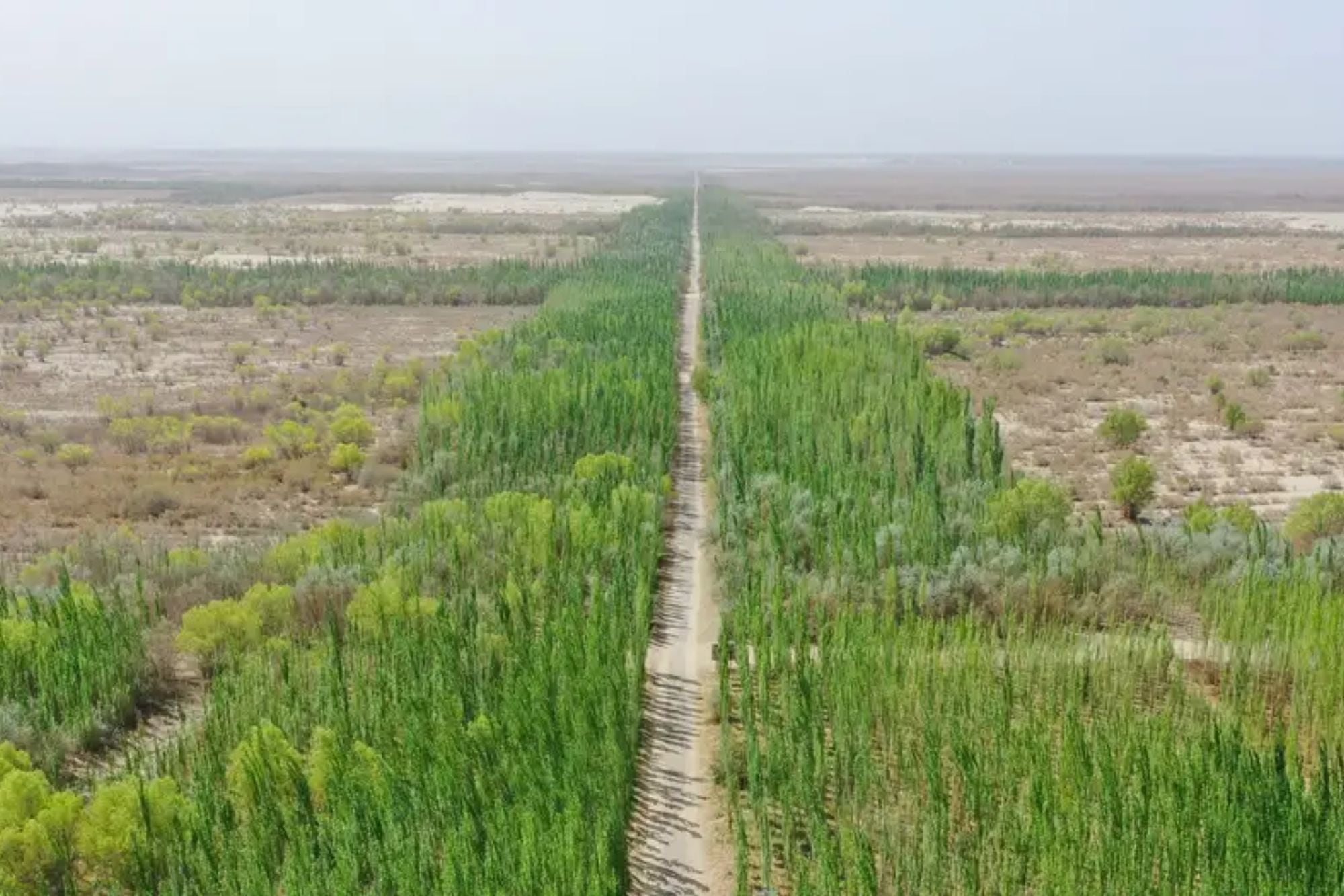 China comenzó a construir la Gran Muralla verde más grande del mundo: el gran peligro que conlleva