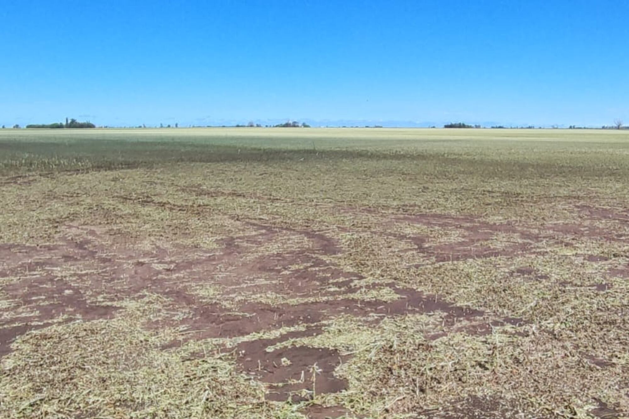Un lote que tenía soja, arrasado por el temporal en la región de Laborde