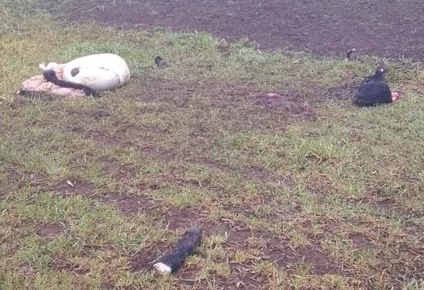 La historia de Peón es un reflejo de lo que ocurre en muchas zonas rurales del país, donde el abigeato se ha vuelto un delito frecuente y difícil de erradicar