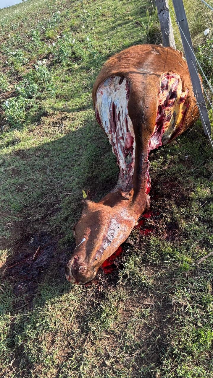 Así están los casos de abigeato en San Luis